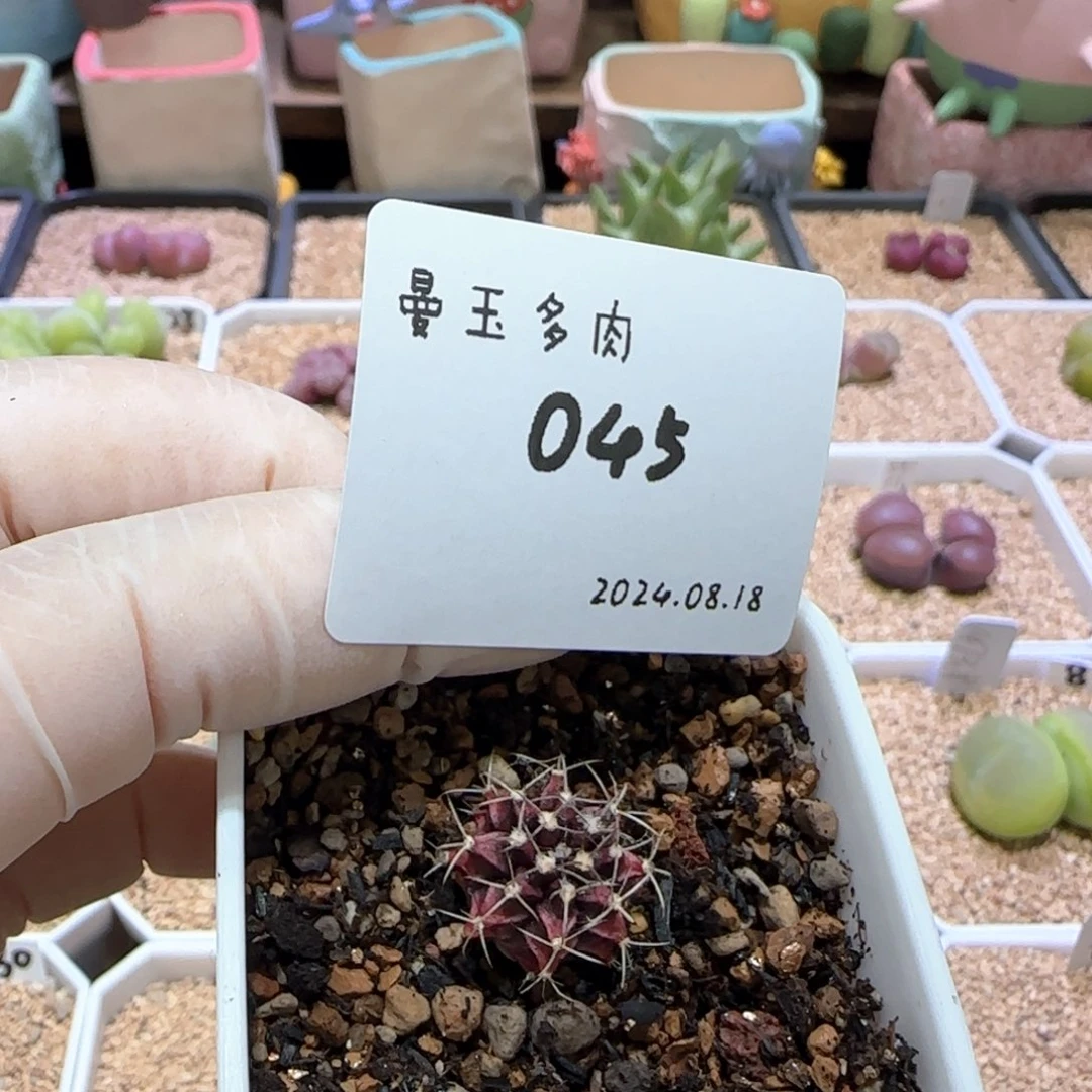 6****?多肉多肉多肉8.18-045