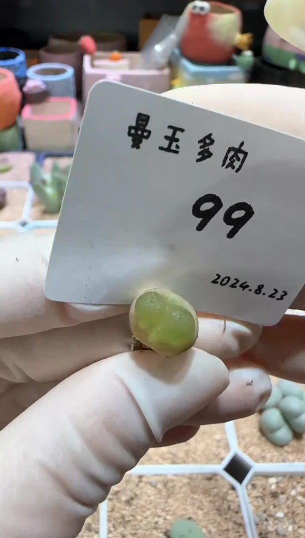 【闪购商品】8.23-99土豆泥