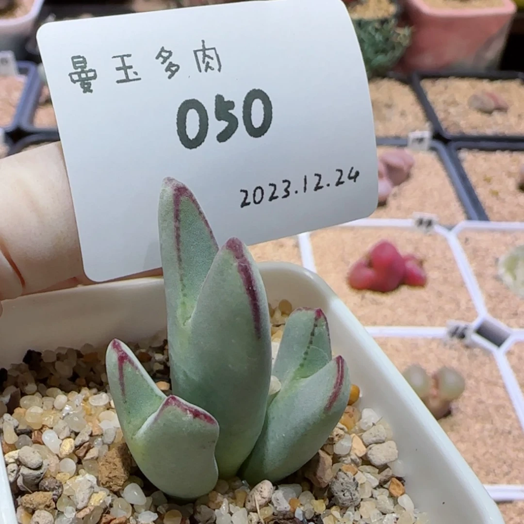 【闪购商品】12.24-050