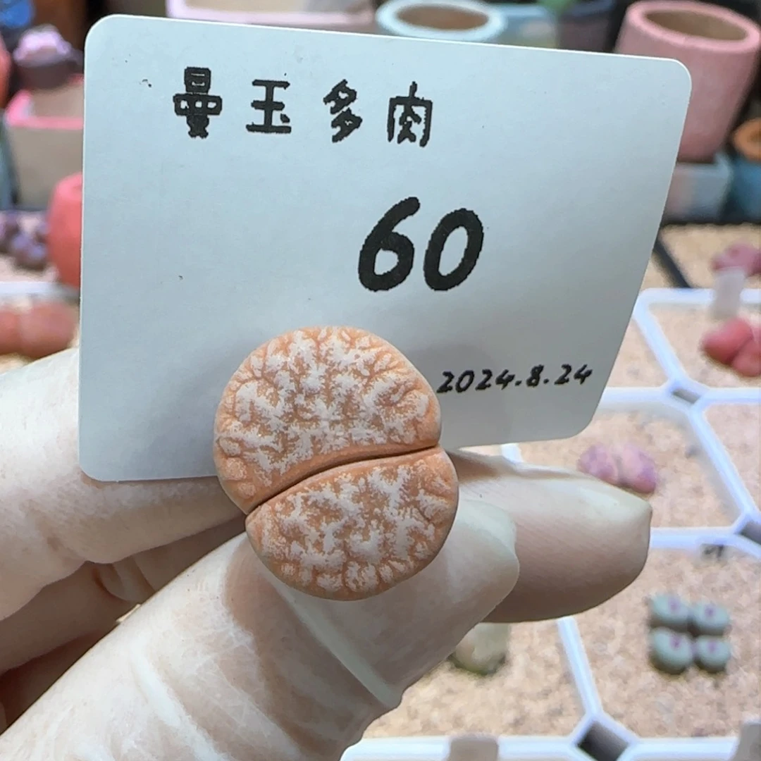 多肉多肉多肉8.24-060