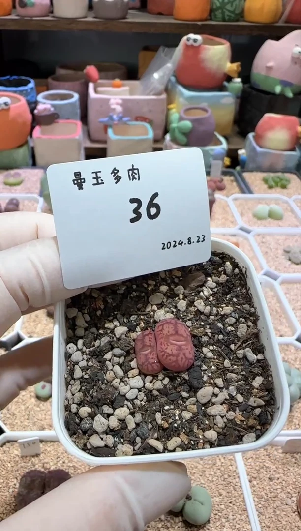 【闪购商品】8.23-36