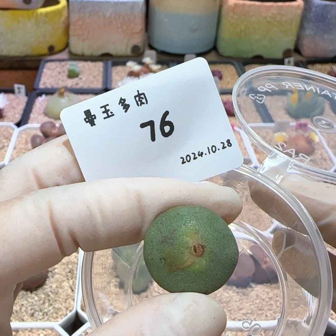 6****?多肉多肉多肉10.28-076