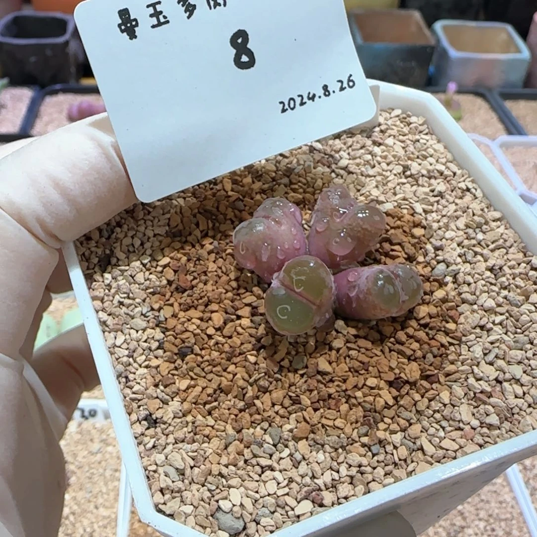 丁*多肉多肉多肉8.26-008