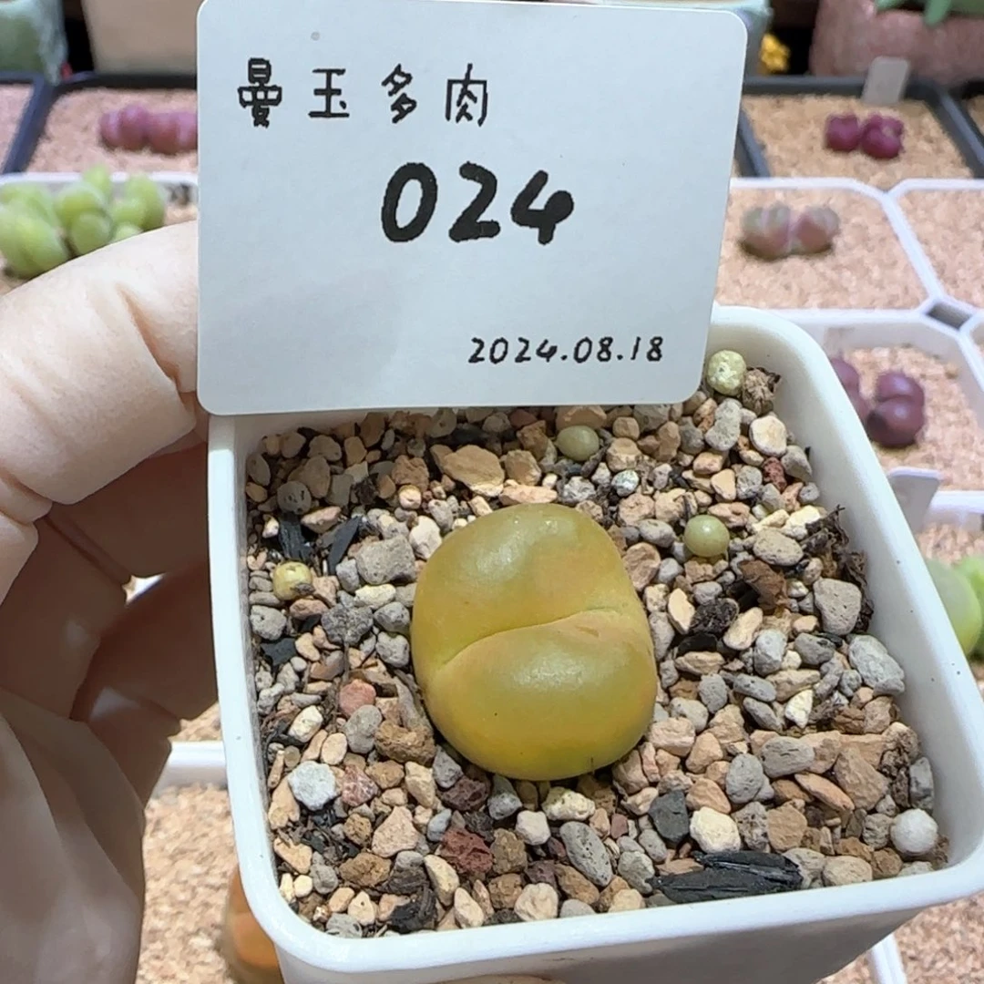 多肉多肉多肉8.18-024 黄蟠桃
