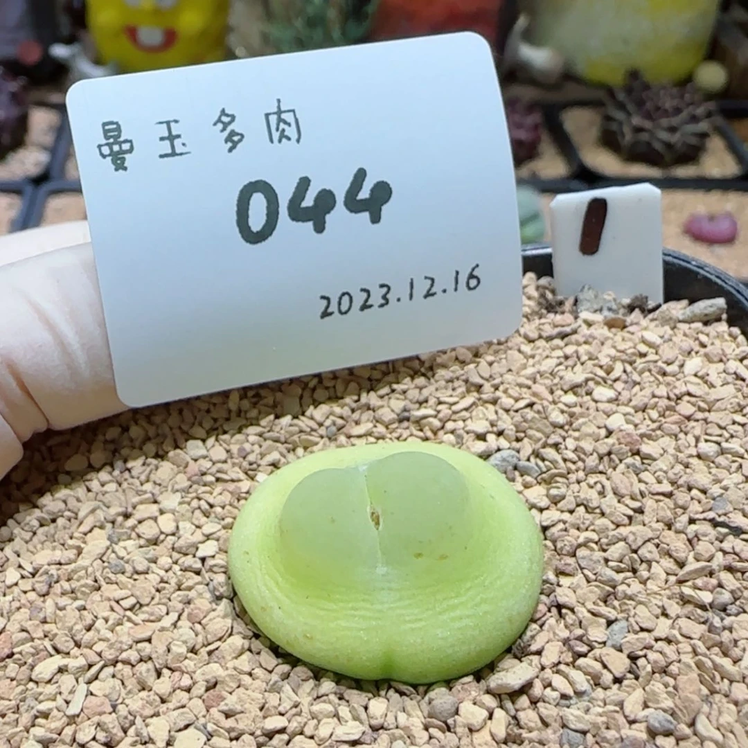 【闪购商品】我***喵12.16-044喵喵