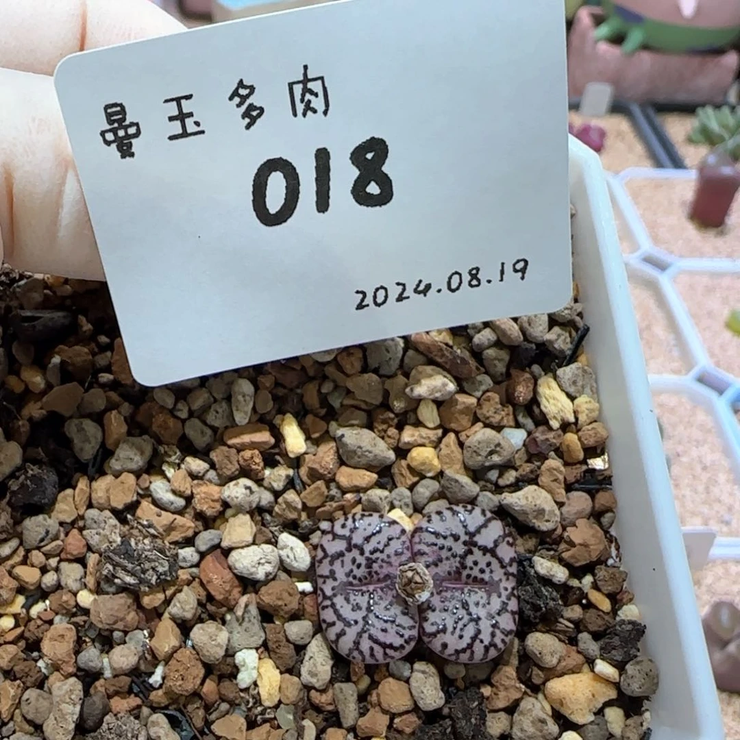 一***?多肉多肉多肉8.19-018