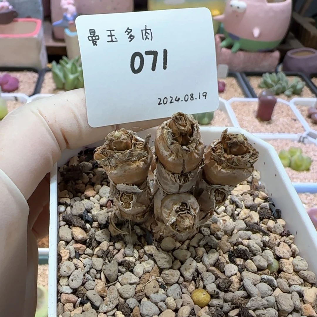 ?**泡多肉多肉多肉8.19-071