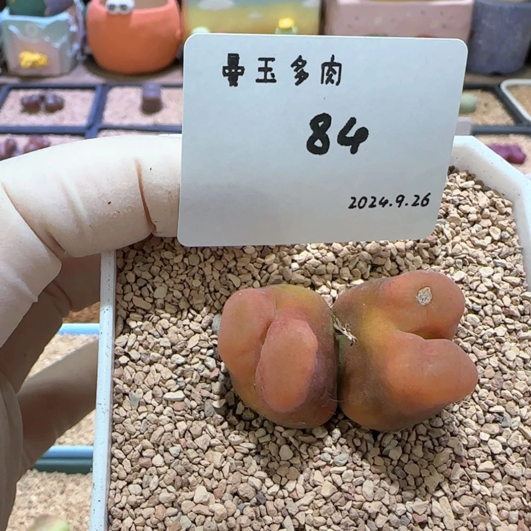 馥*多肉多肉多肉9.26-084