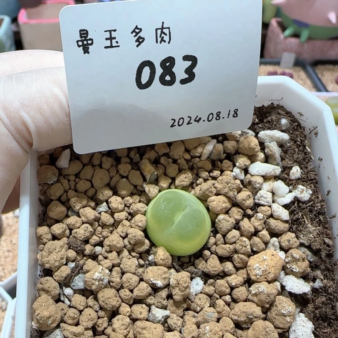 夢多肉多肉多肉8.18-083 梦