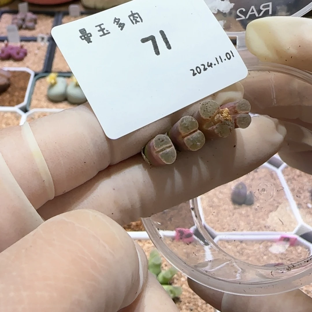 郑*好多肉多肉多肉11.1-071