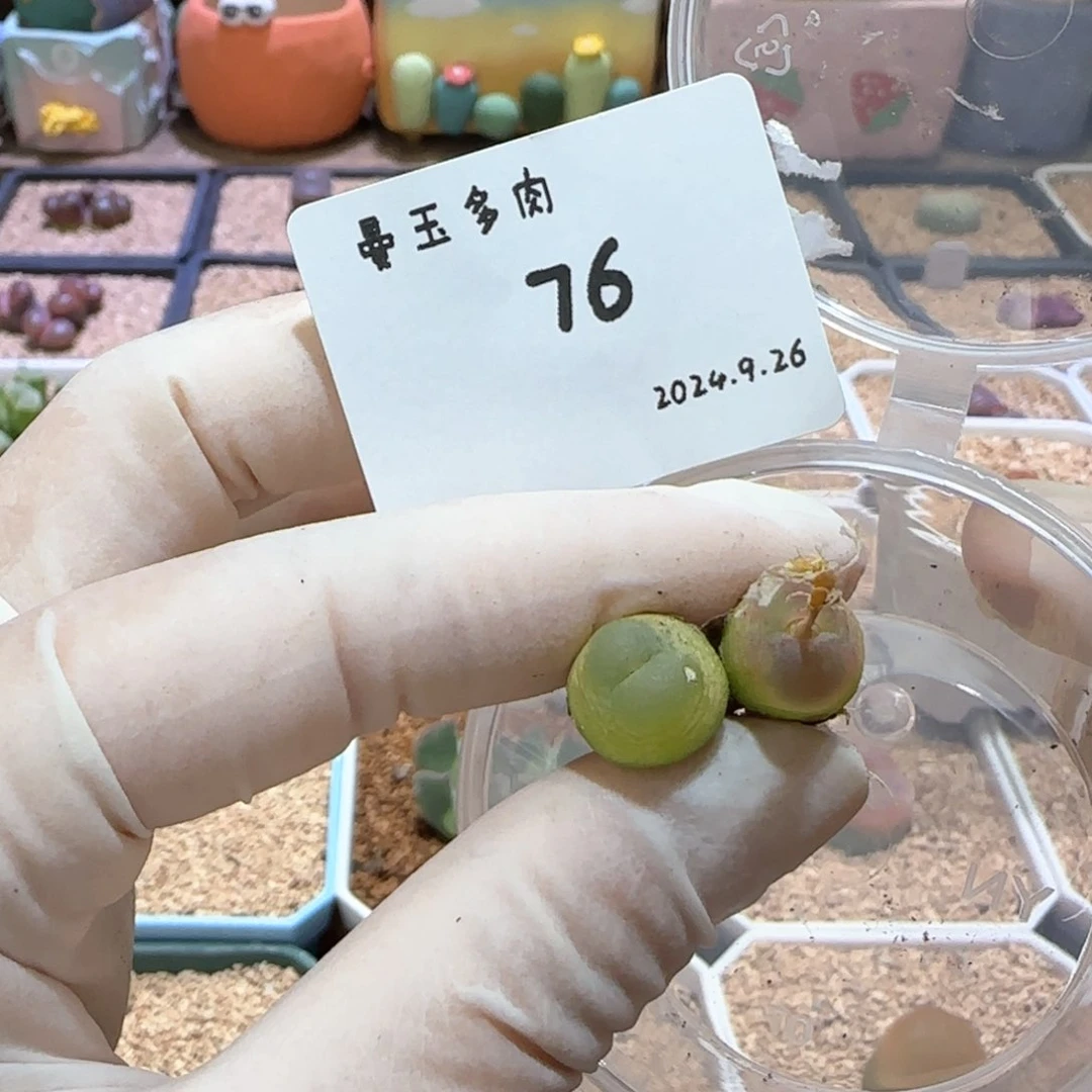 匹*曹多肉多肉多肉9.26-076