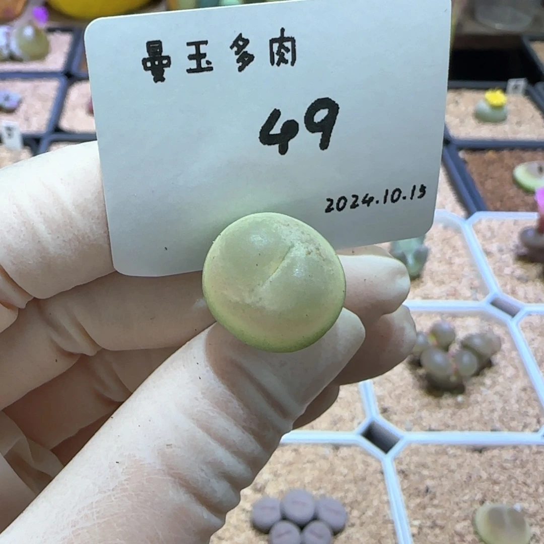 松****福多肉多肉多肉10.15-049