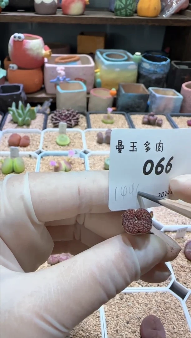 【闪购商品】多肉8.27-66拾柒