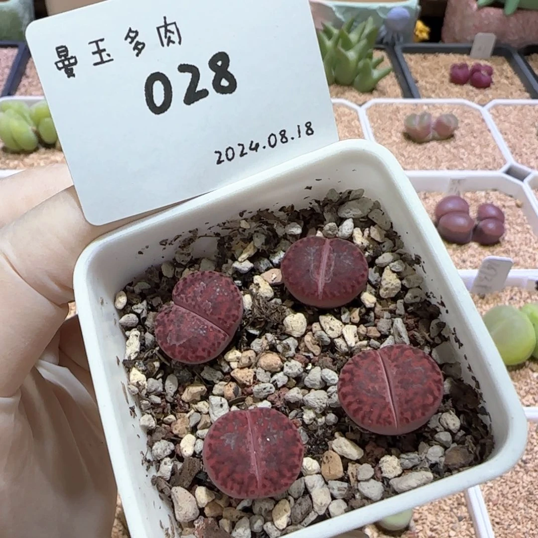 多肉多肉多肉8.18-028