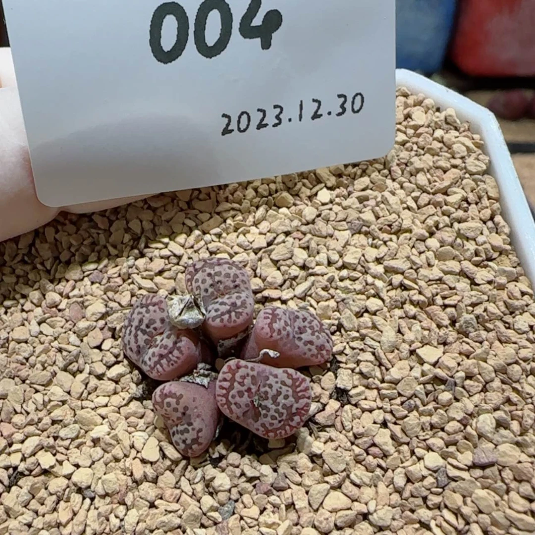 【闪购商品】左*12.30-004
