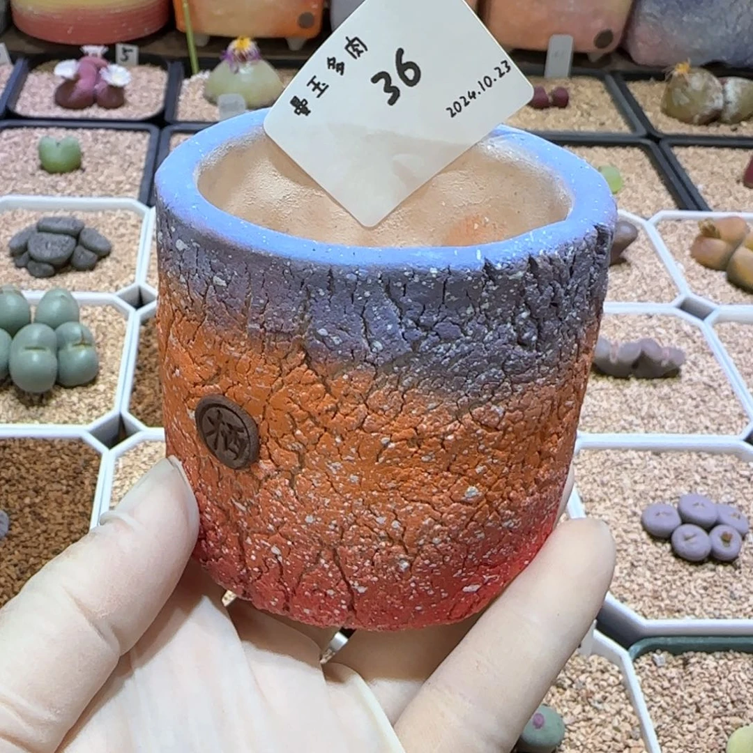 初**阳多肉多肉多肉10.23-036