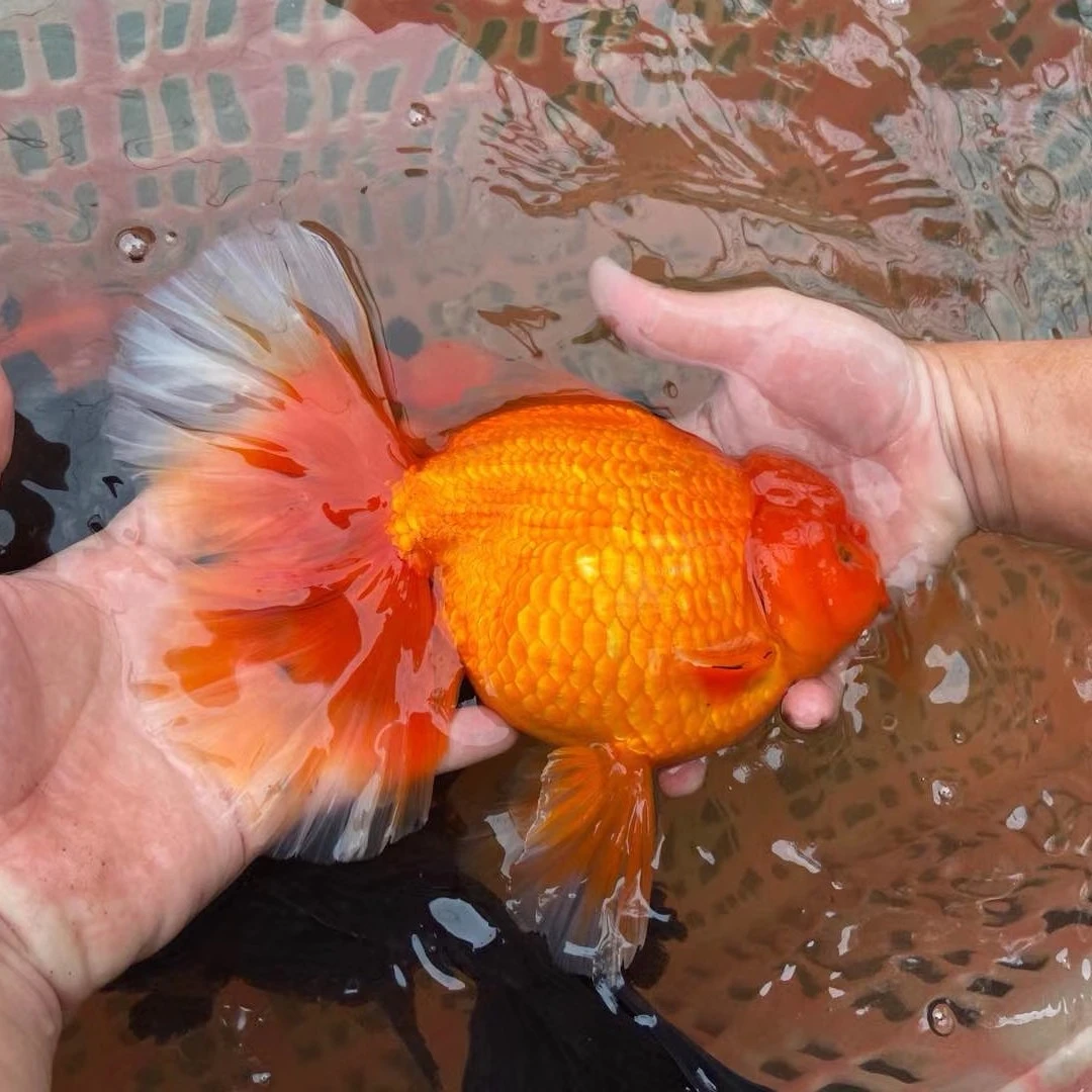 众乐金鱼观赏鱼  送鱼链接 兰寿泰狮玛丽 私人定制直播间专用