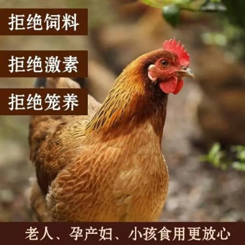 一农村散养年黄油老母鸡活鸡现杀土笨鸡