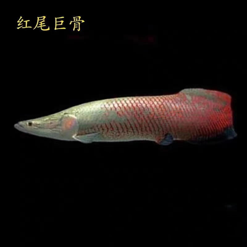 红尾海象大型热凶猛红尾雷龙鱼活体龙鱼巨骨鱼舌鱼混养精选观赏鱼