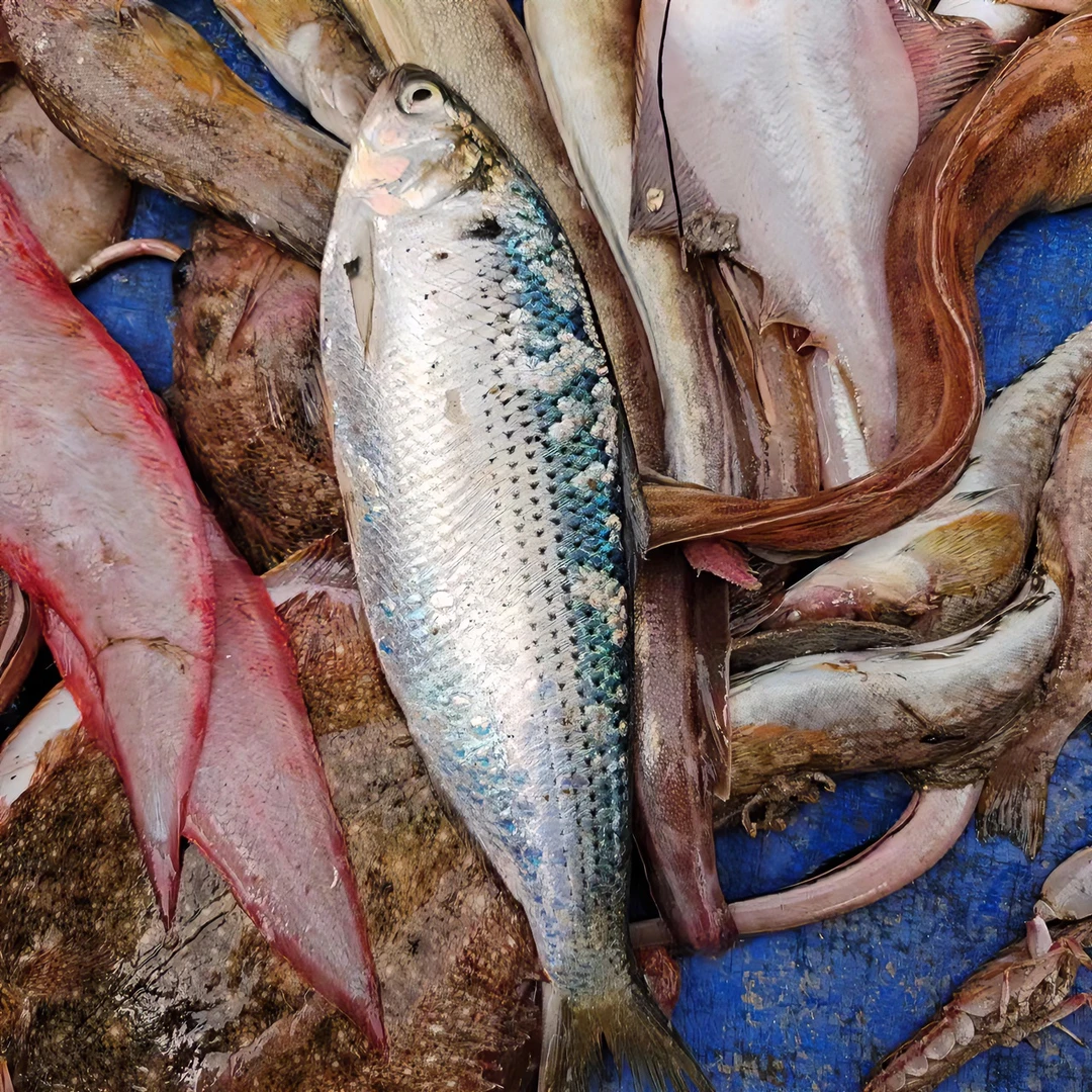 渔鲜福福袋海杂鱼2斤直播间