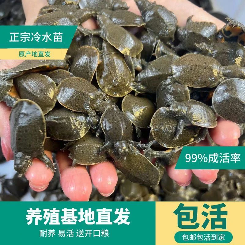 8-15克甲鱼苗活苗散养正宗中华鳖甲鱼苗水鱼团鱼王八苗鲜活体