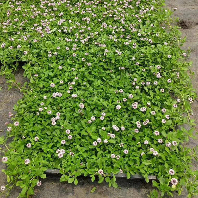 姬岩垂草开花草坪耐热耐寒绿植花卉四季开花庭院绿化多年生好养的