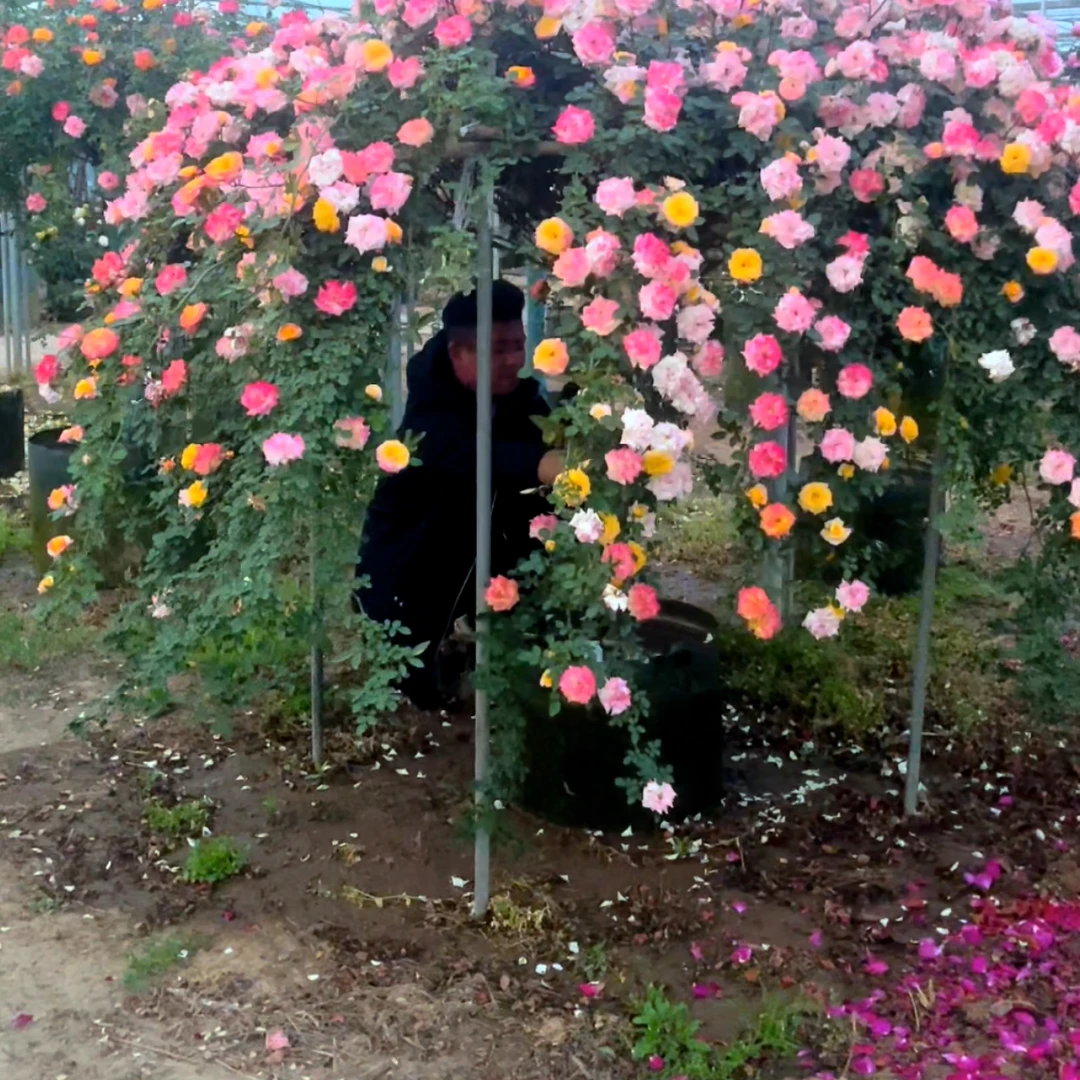 藤彩虹棒棒糖树桩月季四季开花庭院阳台盆栽变色龙彩色月季花卉