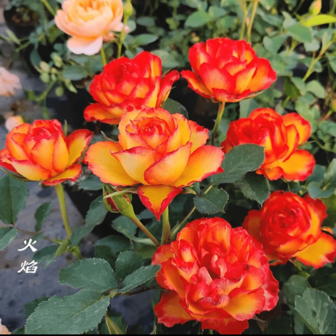 火焰 嫁接树桩棒棒糖月季