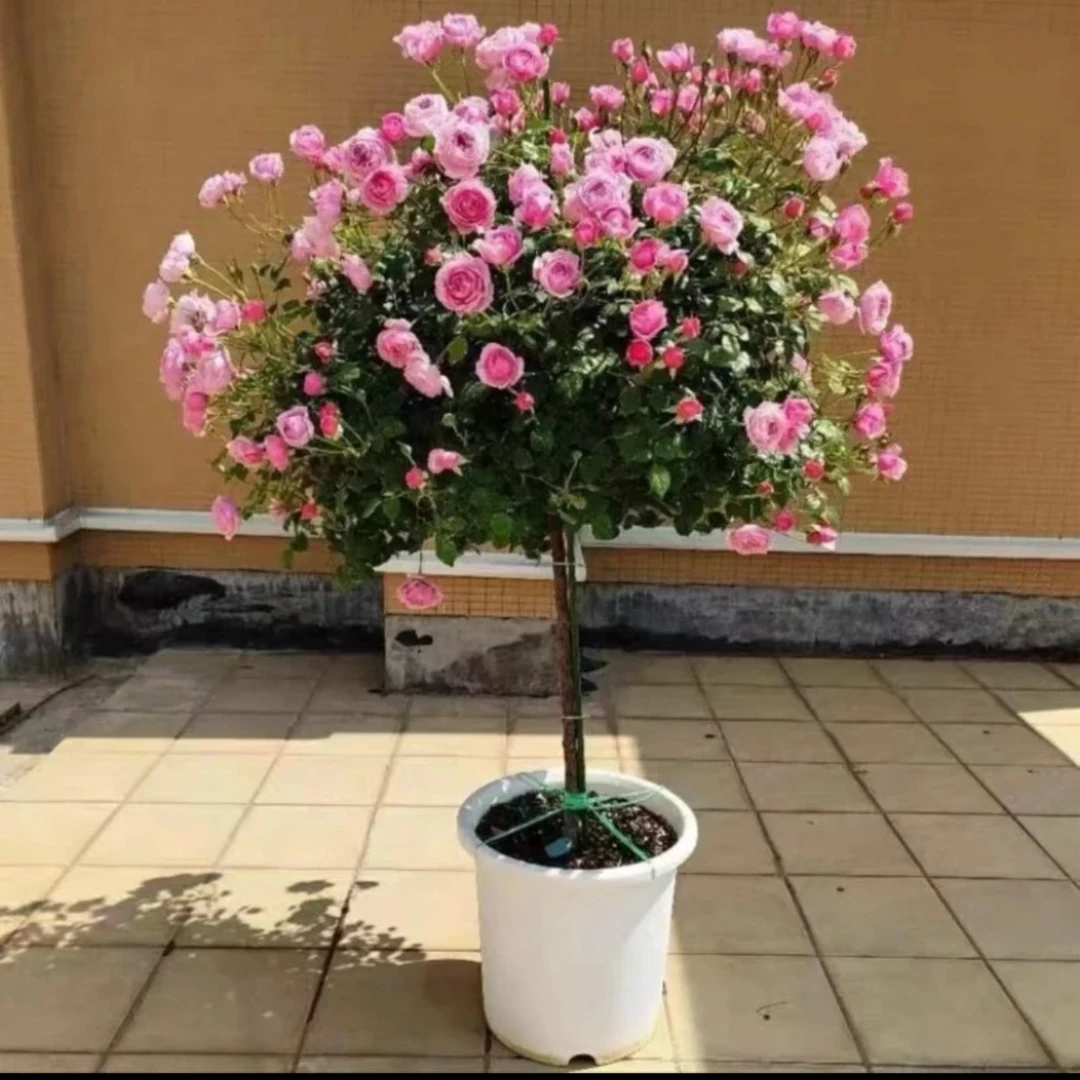 铃之妖精 嫁接树桩棒棒糖月季