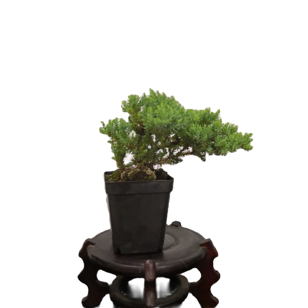 正圣源盆景 新西兰地柏 木本植物 喜光照 耐寒