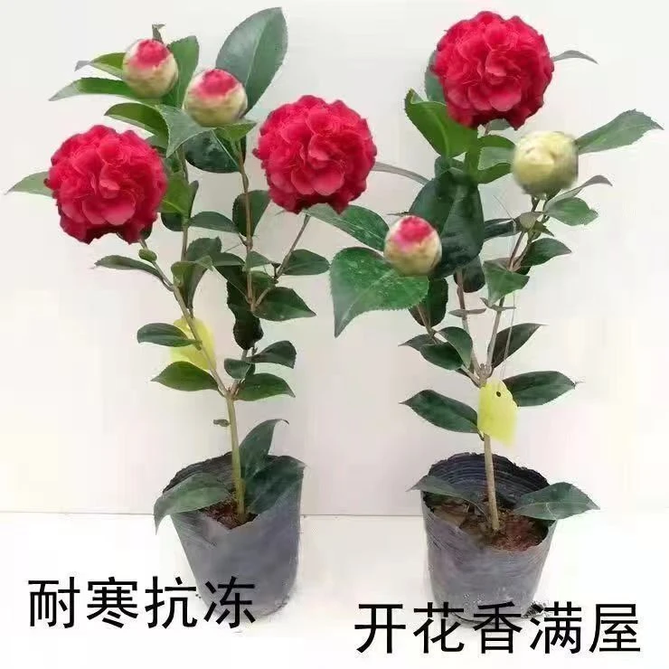 山茶花老桩现挖现发产地直发