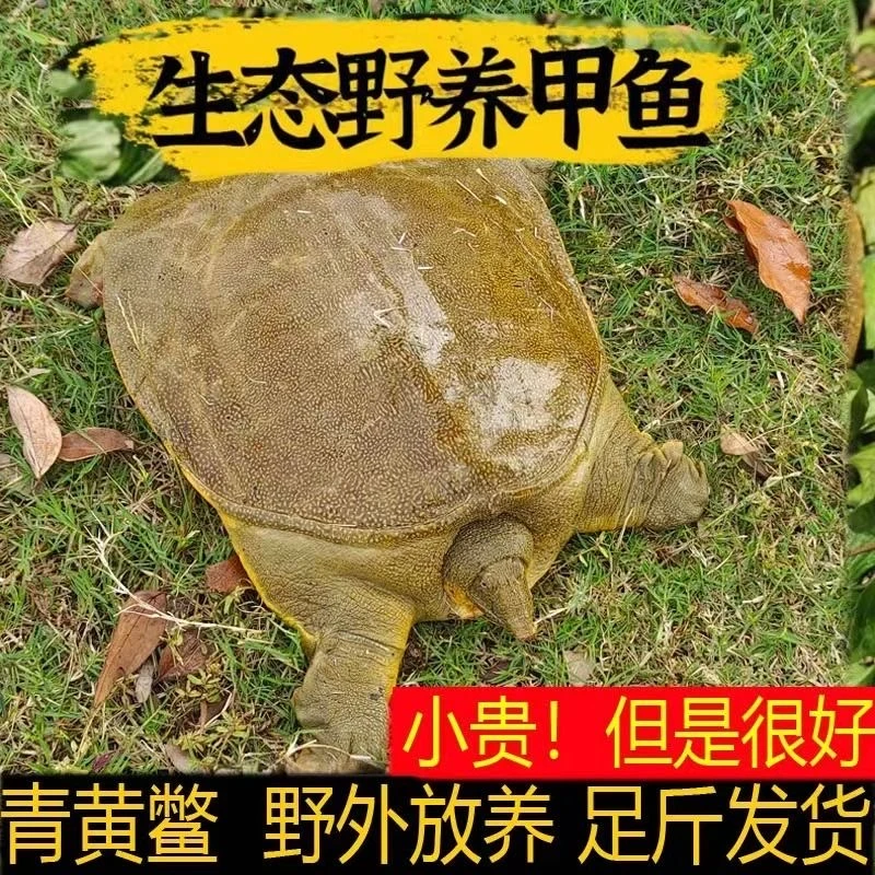 （3只装）外塘黄甲鱼