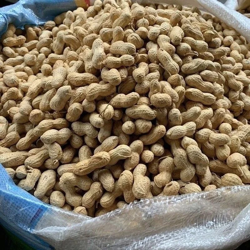 2粒花生优质小花生可吃可种带壳生花生小珍珠花生小花生年货批发