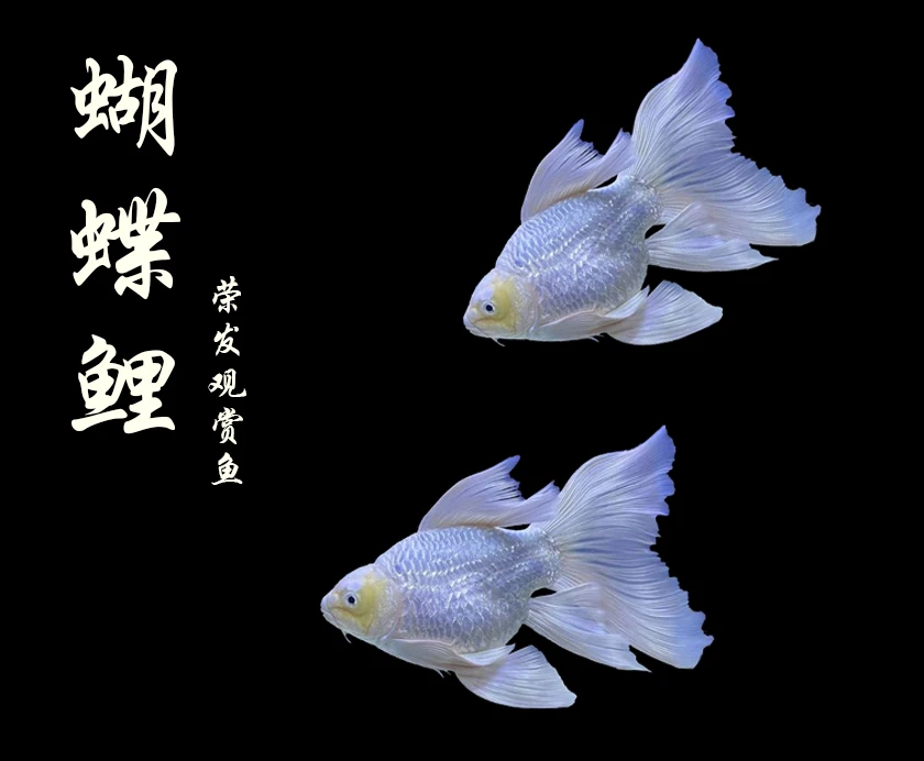 【荣发观赏鱼】台湾蝴蝶鲤球体 黑白红自选