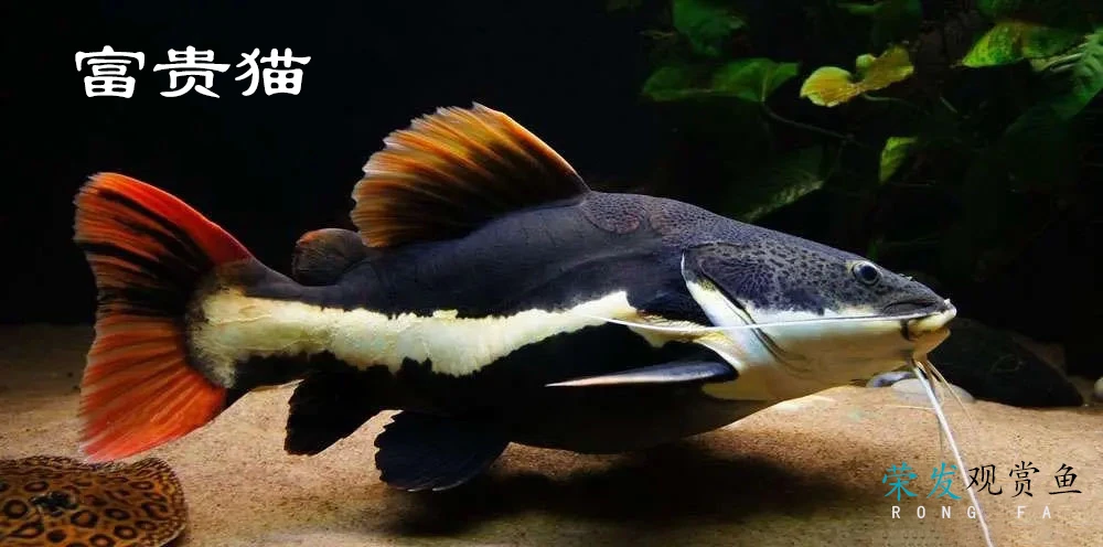 富贵猫  12-14cm左右 红尾鲶 狗仔