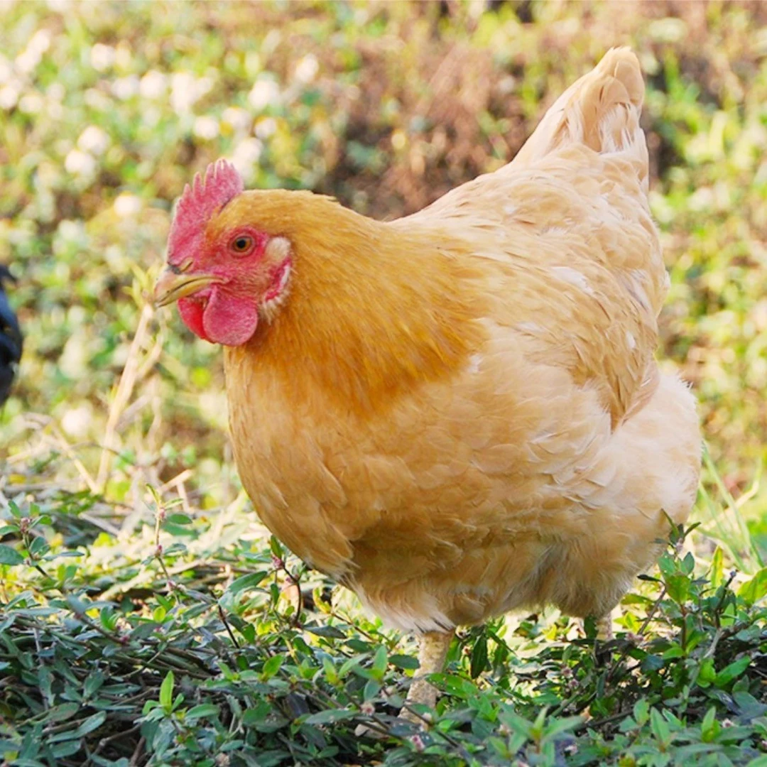 【这个拍下发的是生鸡】三黄鸡 菜市场常见的品种 整只 700克