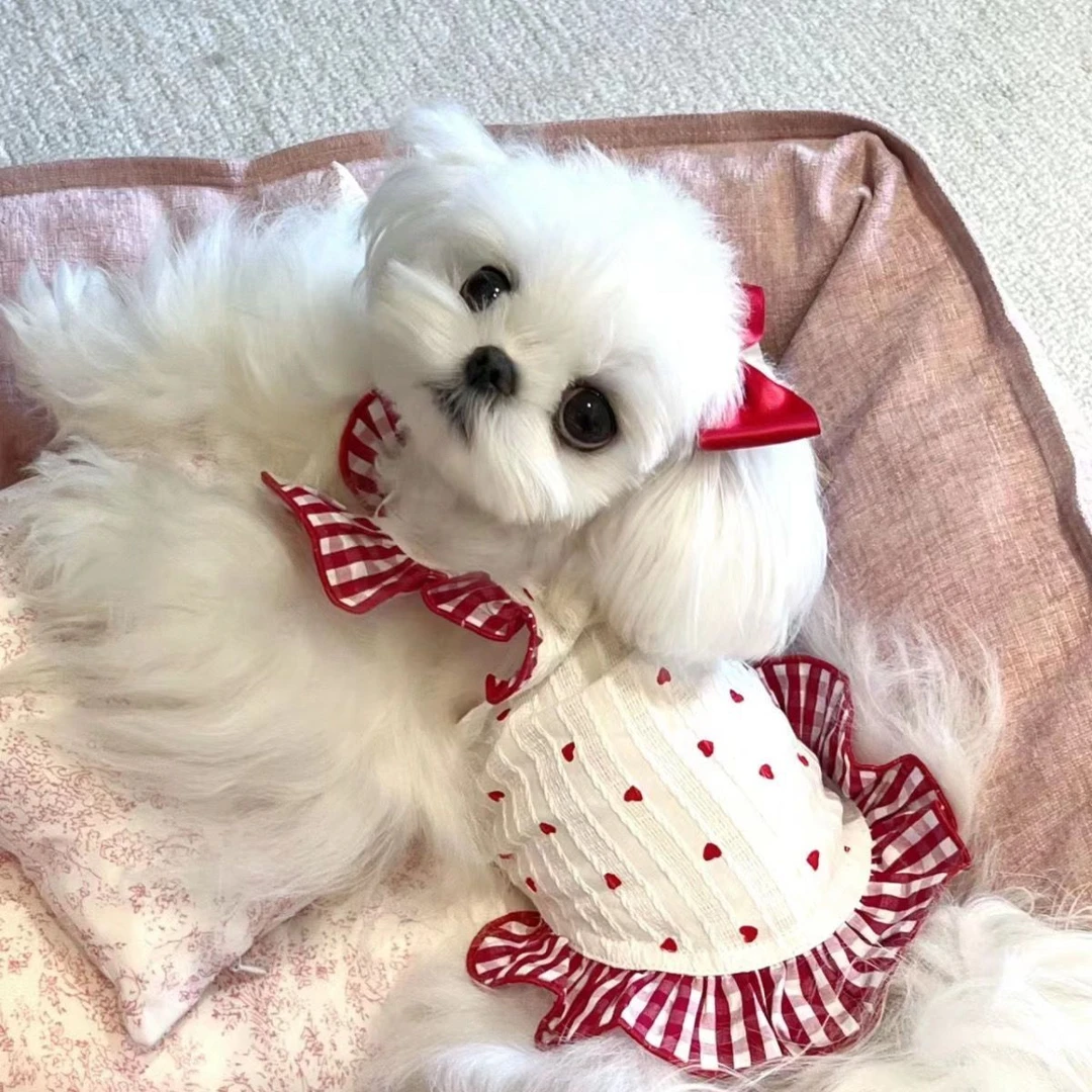 敲美的小裙子!清新可爱小型犬泰迪比熊猫咪博美碎花连衣裙春夏装