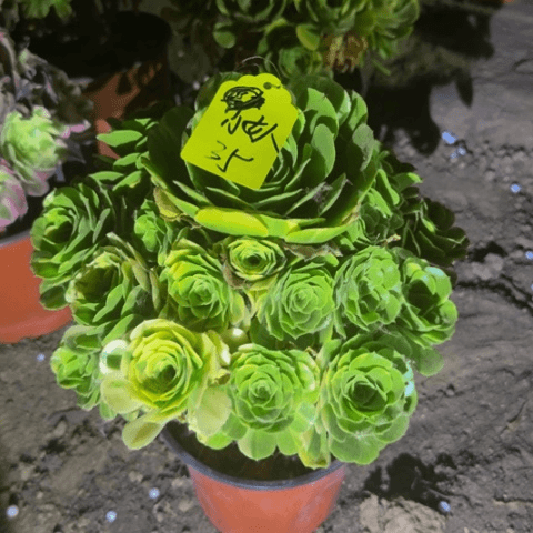 小**！五彩琉璃1棚多肉1排