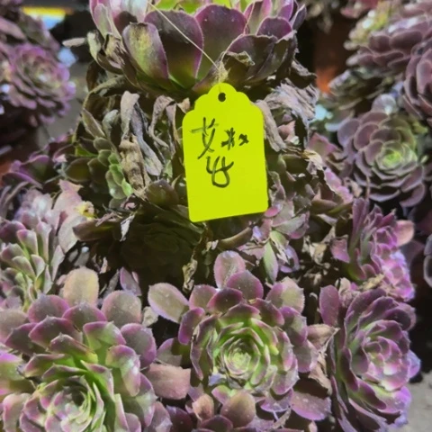 艾**茜雨天姬炖肉1排1棚多肉