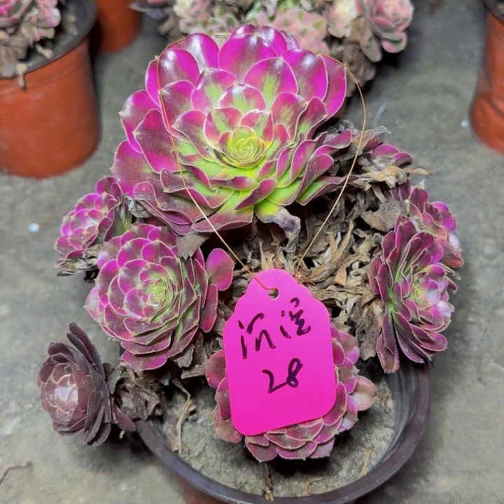 ?*淀美花多肉15棚1排