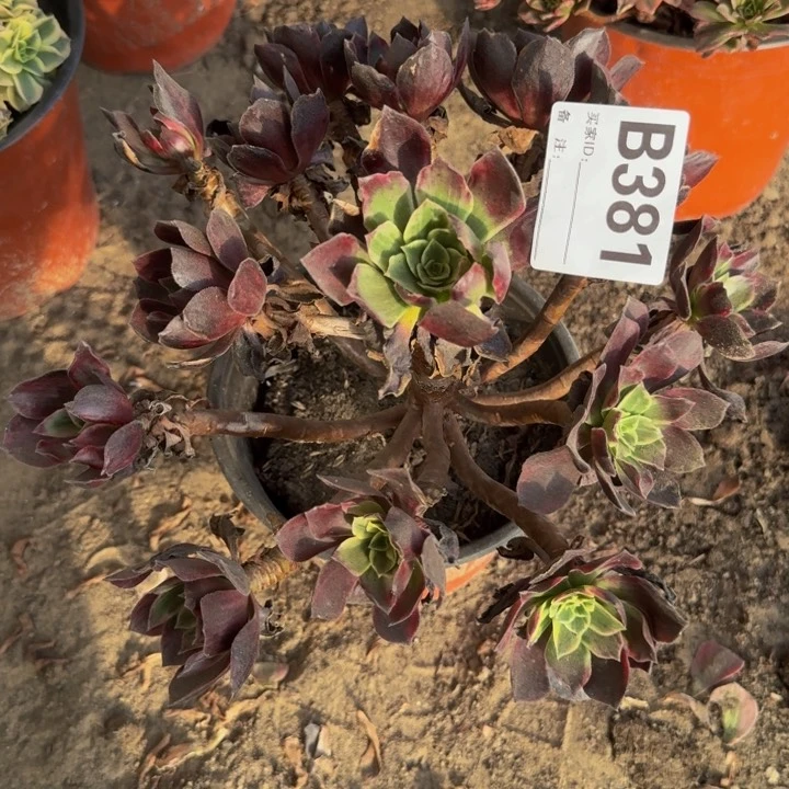 白婚纱多肉植物381号多肉