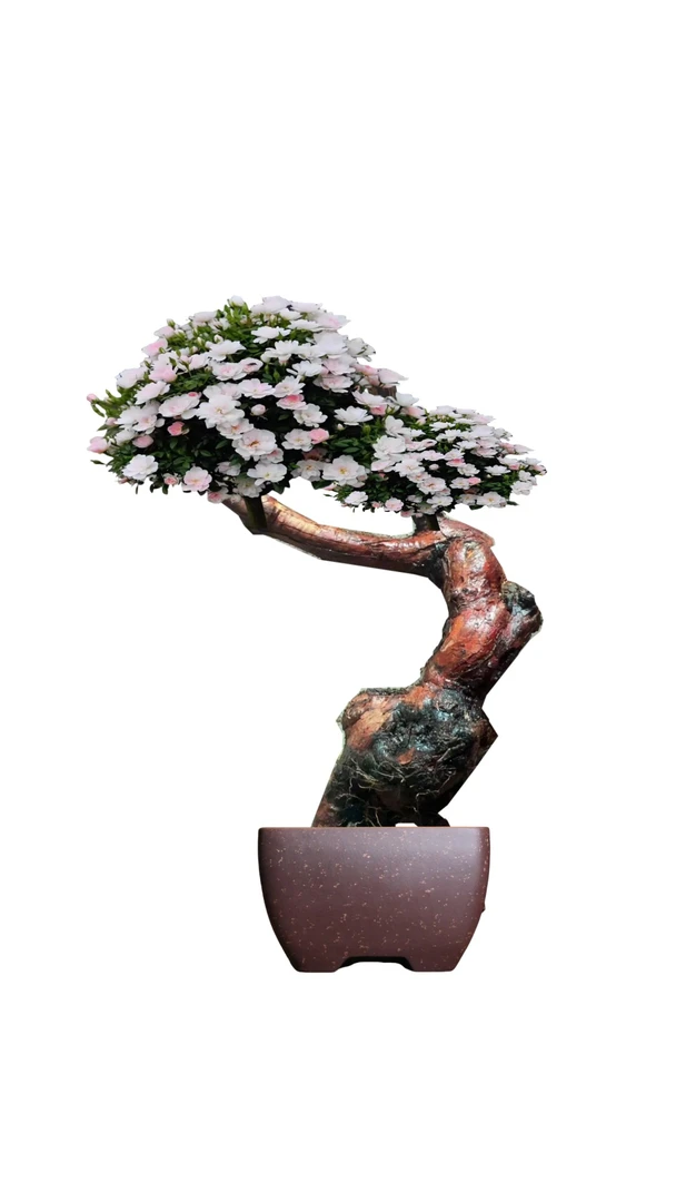 盆景素材山木香，刺梨，吊蝴蝶，金弹子，榆树等品种