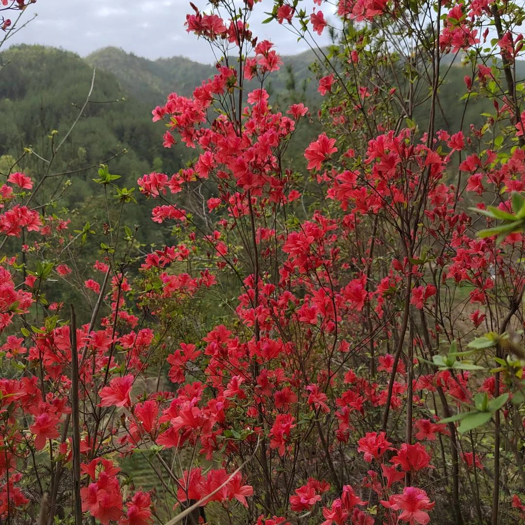 杜鹃花 一物一拍 映山红盆景素材桩 对应链接拍