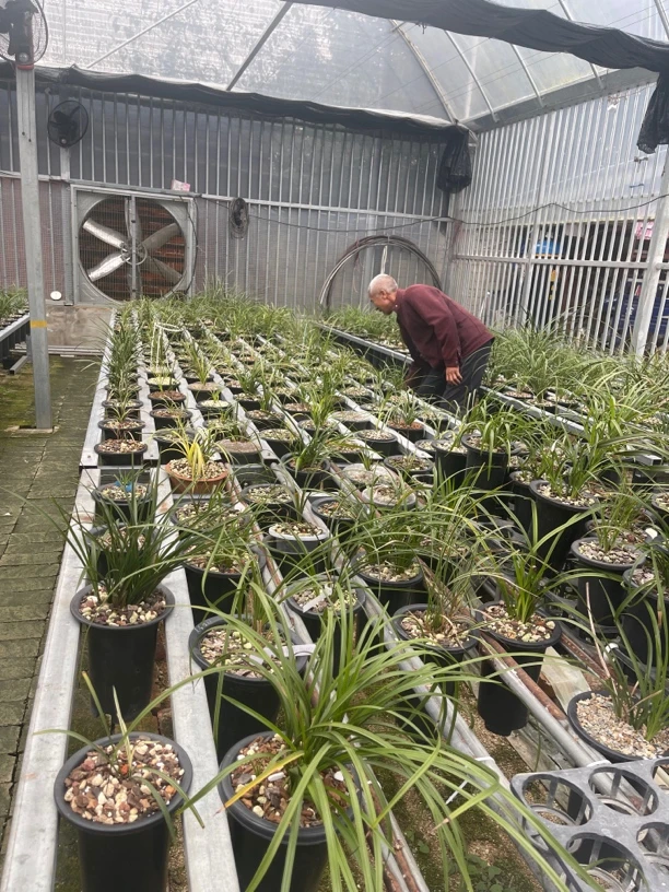 湖北随州兰花蕙兰补差价春兰蕙兰艺草差价预付款专用