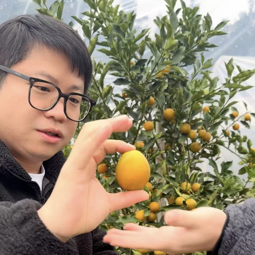 【小胖优选】广西融安第三代脆蜜金柑3斤脆甜爆汁现摘现发顺丰包邮