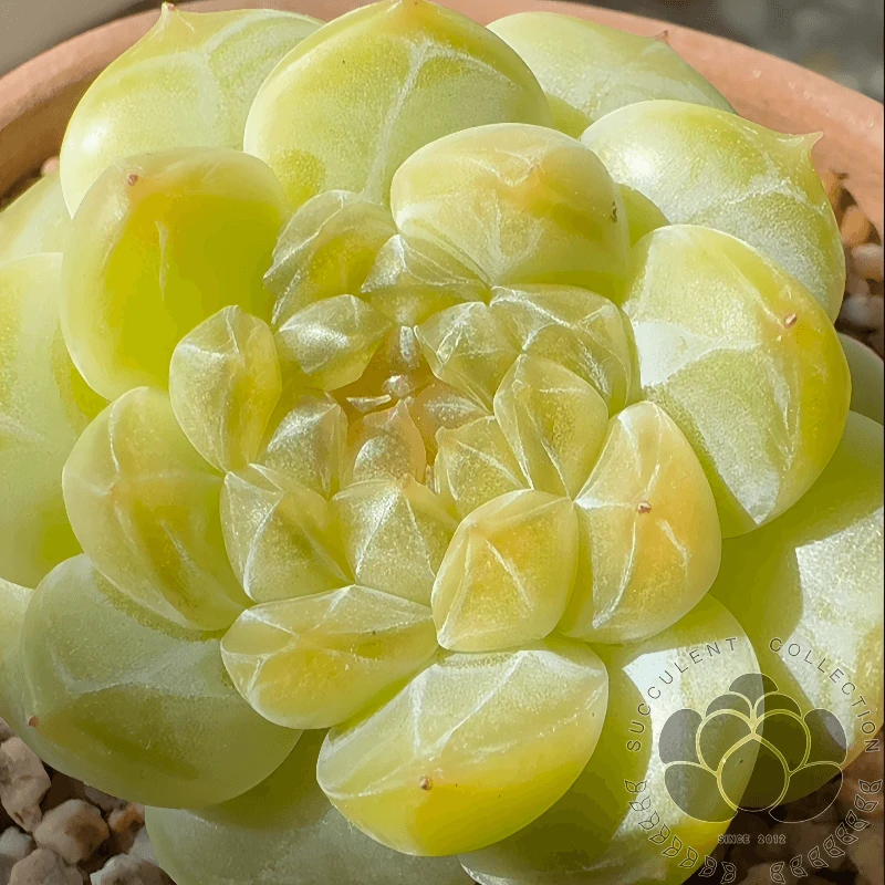 300-350 可用直播链接 小品位植物园 云南多肉植物 满88包邮发货