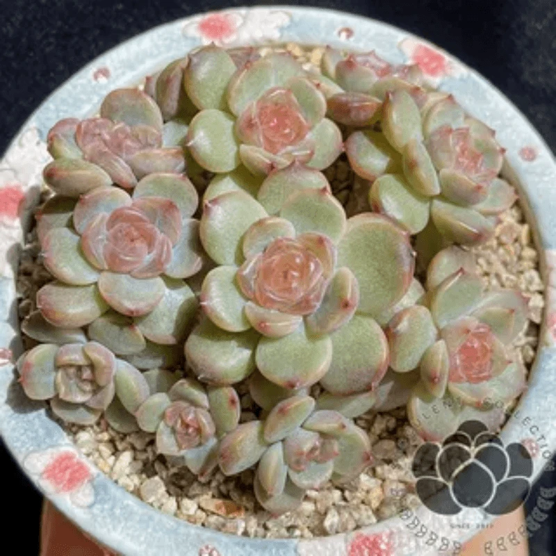 350-400 小品位植物园 云南多肉植物 直播链接 满88包邮发货