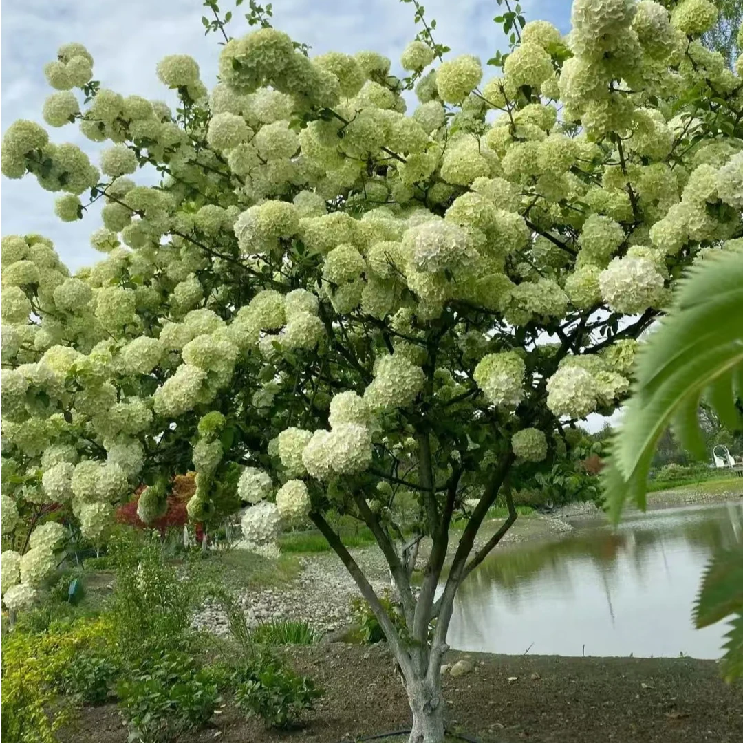 中华木绣球大花斗球