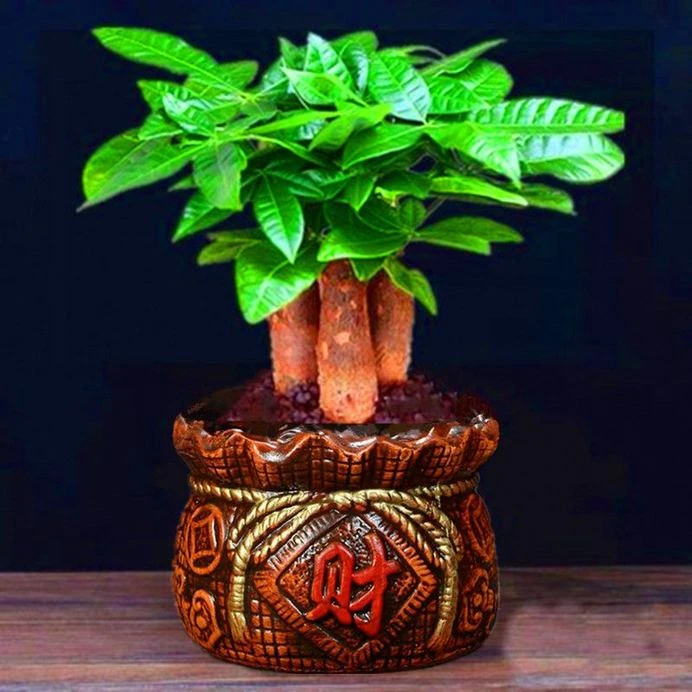 水培大小小盆栽植物办公室内三杆原生招财好养盆景花卉绿植摆件