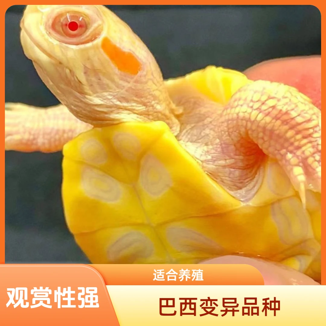 直播专用链接《水族观赏变异活体巴西龟》